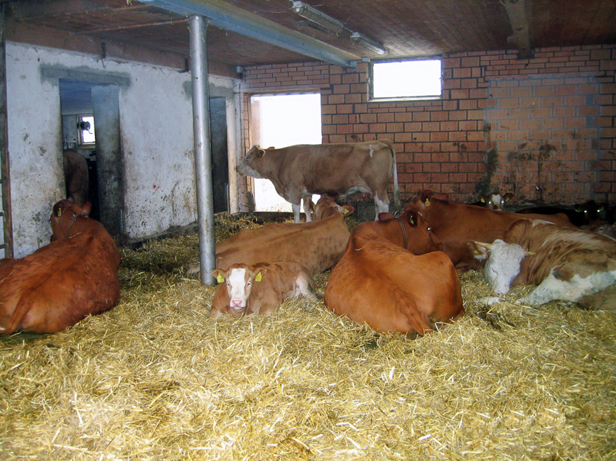 Kühe im Stall Landwirtschaft